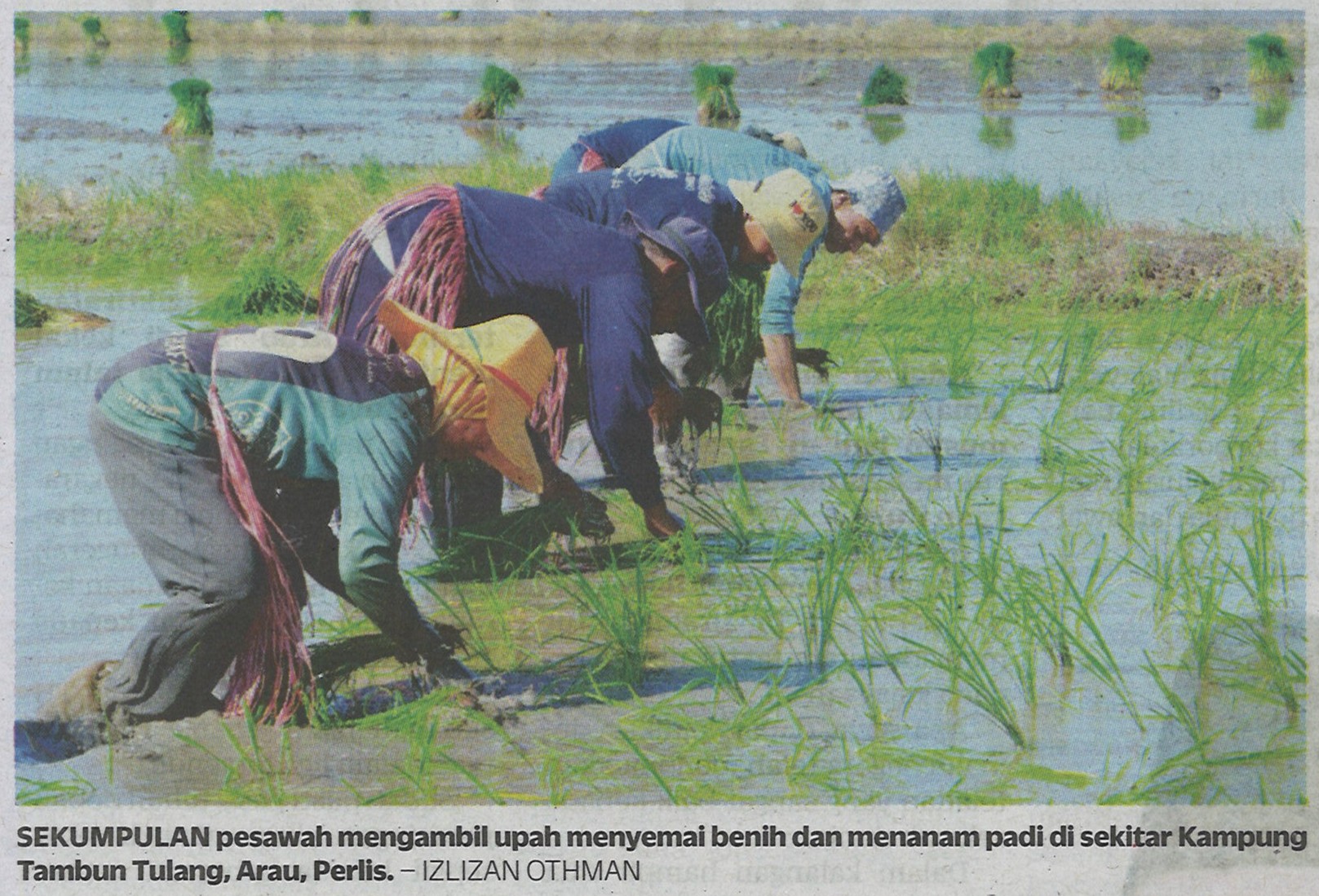 Sekumpulan Pesawah Mengambil Upah Menyemai Benih dan&hellip;