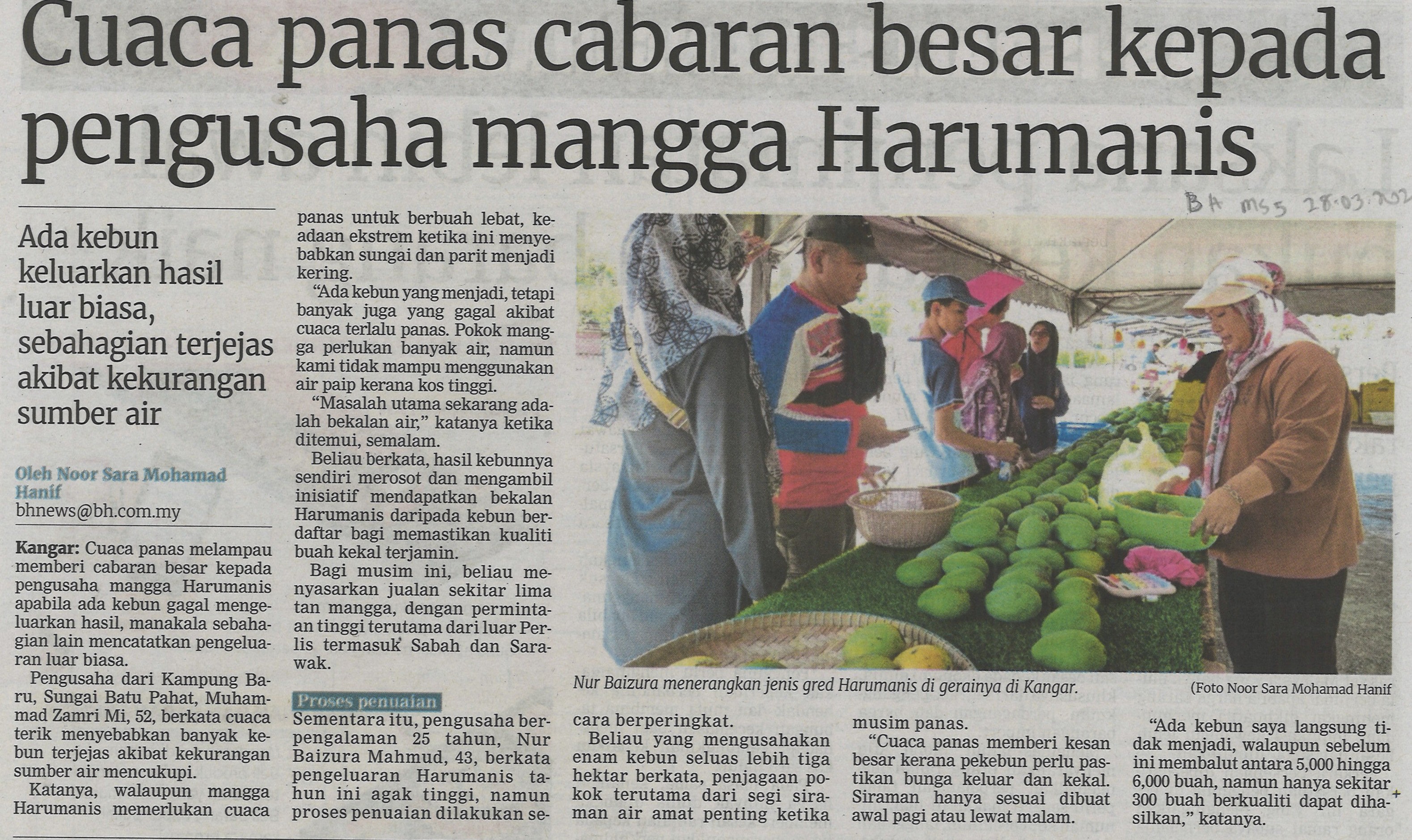 Cuaca panas cabaran besar kepada pengusaha mangga Harumanis